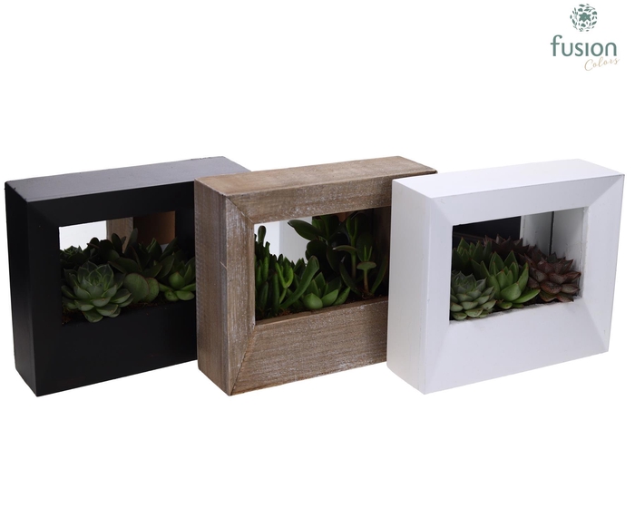 <h4>Houten schilderij met spiegel hout met Succulenten</h4>
