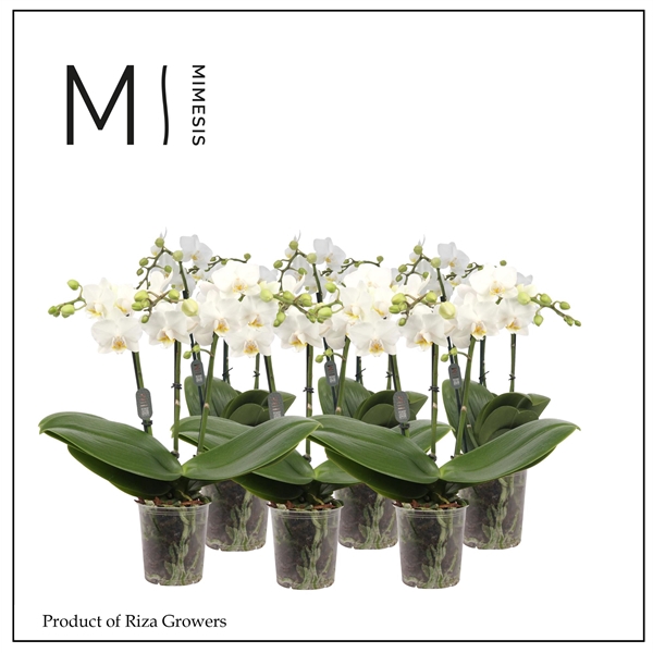 <h4>Mimesis Phal. Multi White - 3 spike 12cm</h4>