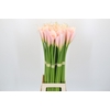 Zantedeschia Eydolls Salmon