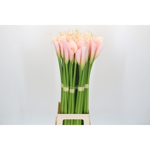 Zantedeschia Eydolls Salmon