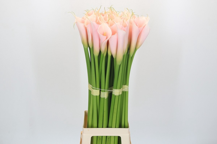 Zantedeschia Eydolls Salmon