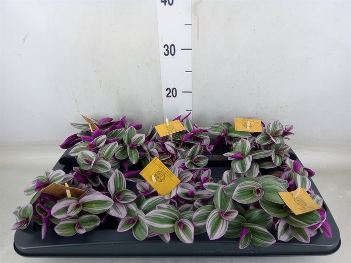 <h4>Tradescantia cerinth. 'Nanouk'</h4>