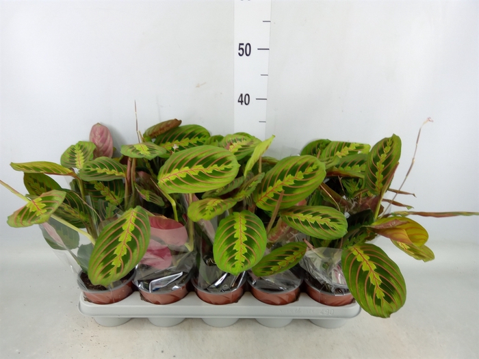 <h4>Maranta leuc. 'Fascinator'</h4>