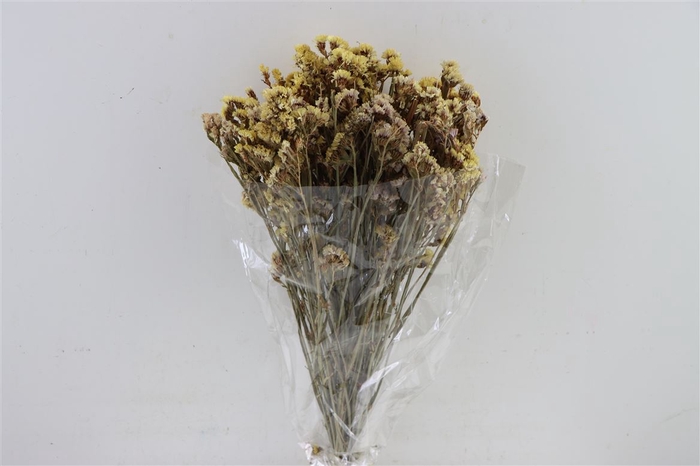 Dried Limonium Statice Coral Bunch