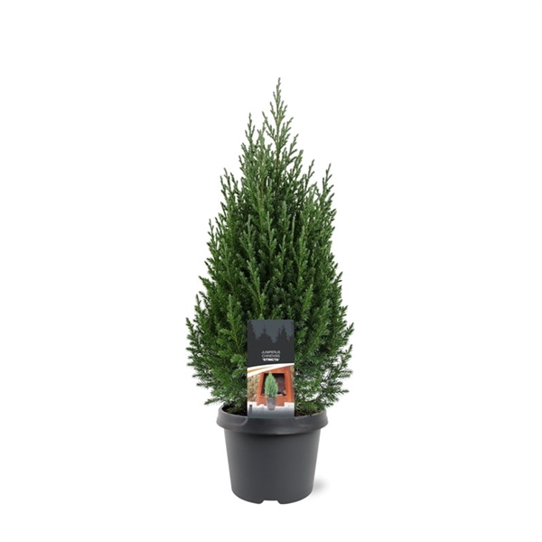 <h4>Juniperus chinensis 'Stricta'</h4>