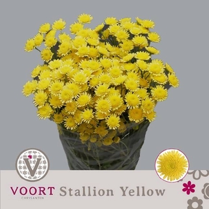 CHR T STALLION YELLO