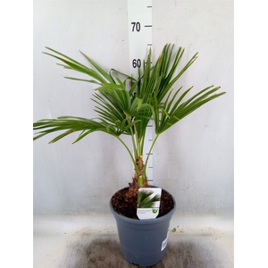 Trachycarpus fortunei