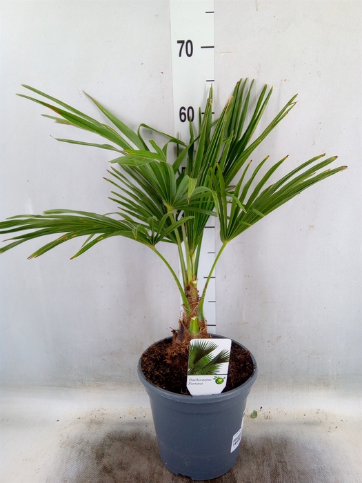 <h4>Trachycarpus fortunei</h4>