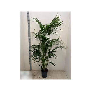 Howea Forsteriana 5 Stek 200cm