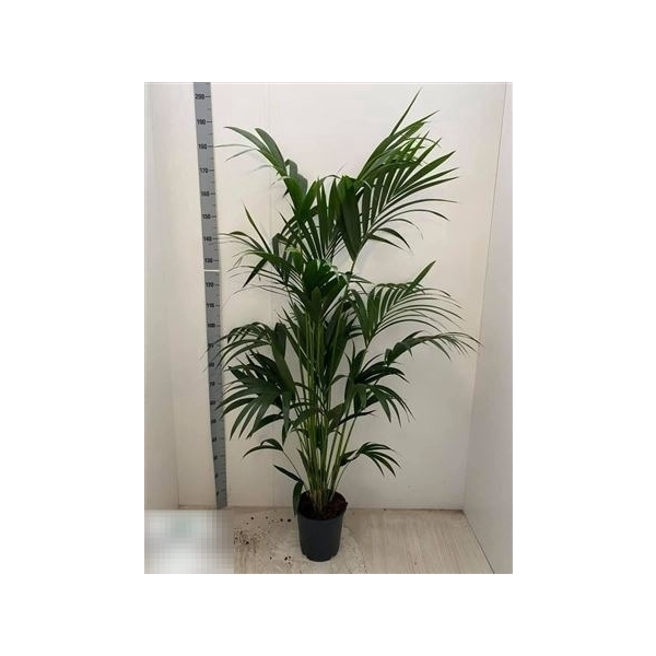 <h4>Howea Forsteriana 5 Stek 200cm</h4>