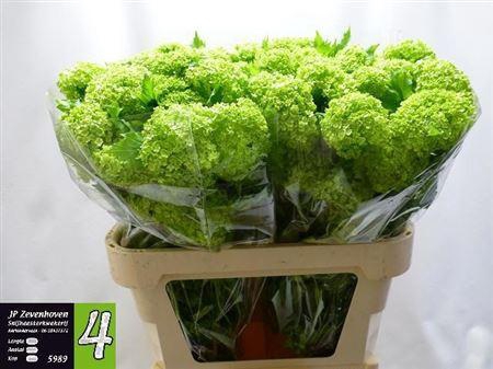 <h4>Viburnum Roseum St 4 Bal</h4>