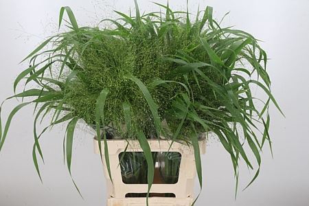 <h4>Panicum Fountain</h4>