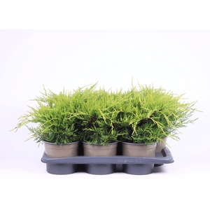 Juniperus x pfitzeriana Gold Coast