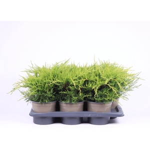 Juniperus x pfitzeriana Gold Coast