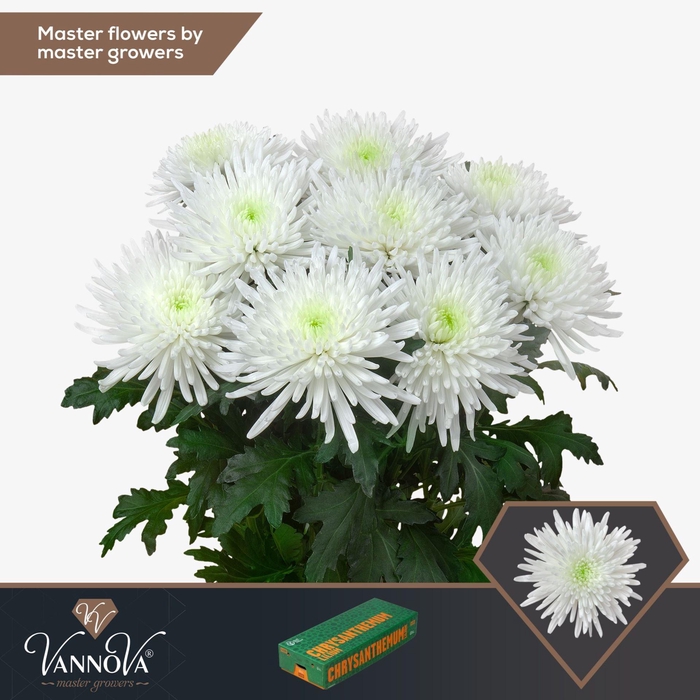<h4>CHRYSANTHEMUM PL 'TOPSPIN'</h4>