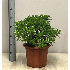 CRASS OVATA