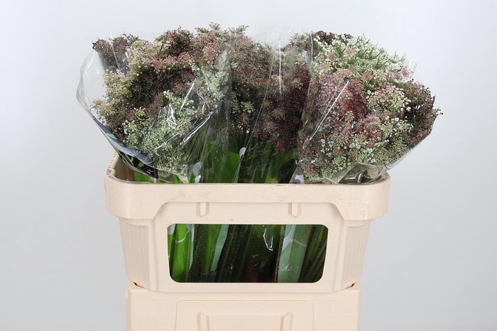 <h4>Daucus Carota</h4>