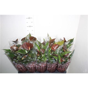 Anth An Chocolate 4+