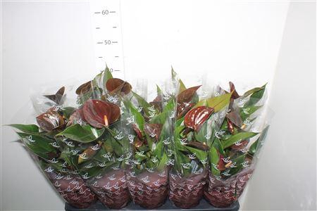 <h4>Anth An Chocolate 4+</h4>