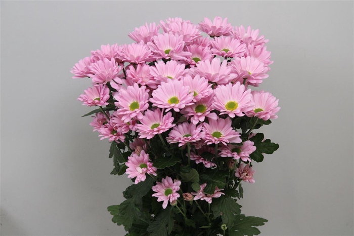 <h4>Chr T Katinka</h4>