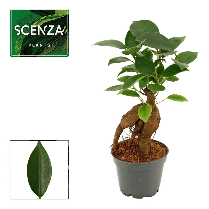 <h4>Ficus Ginseng</h4>