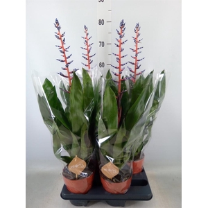 Aechmea  'Blue Rain'