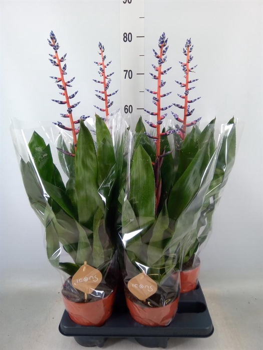 <h4>Aechmea  'Blue Rain'</h4>