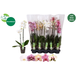 PHAL GEM