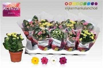 <h4>KAL GE GEM 4 KL</h4>