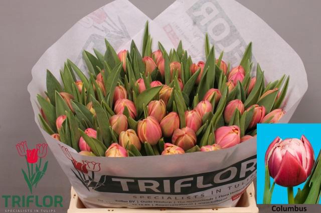 <h4>TU DU COLUMBUS</h4>