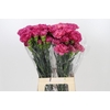 Dianthus St Bernard