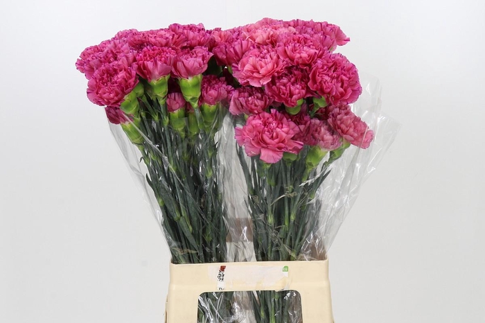 Dianthus St Bernard