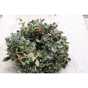 Krans Hulst Rode Bes 45