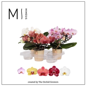 Mimesis Phal. Muse Mix - 25+ flowers 12cm