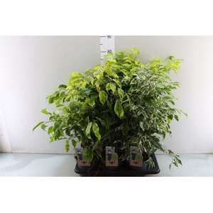 Ficus Benjamina Gemengd