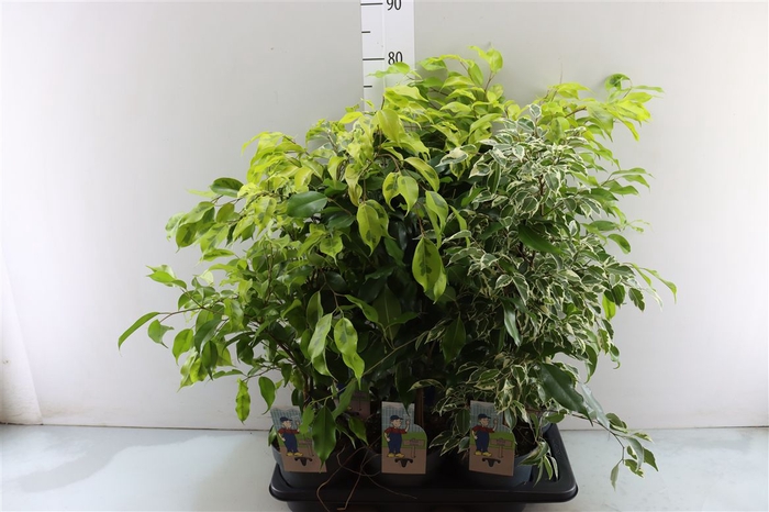 <h4>Ficus Benjamina Gemengd</h4>