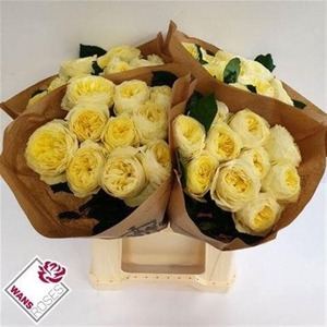 R Gr White Vuvuzela A2