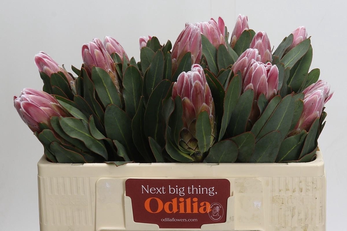 <h4>Protea Carnival</h4>