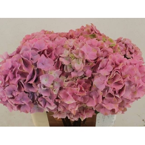 HYDR M ROY PALACE PINK