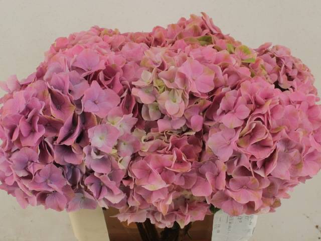 <h4>HYDR M ROY PALACE PINK</h4>