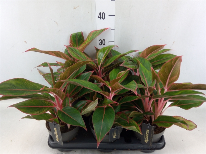 <h4>Aglaonema  'Jungle Red'</h4>