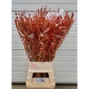 Ilex Ve Winter Gold