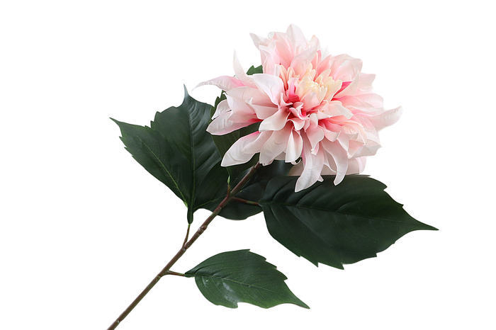 <h4>Dahlia Spider Pink Light</h4>