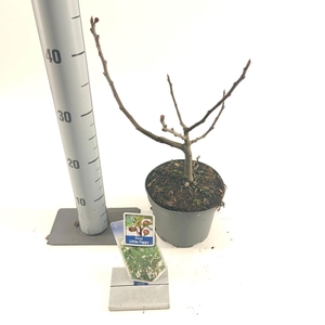 Bomen Ficus carica Little Miss Figg