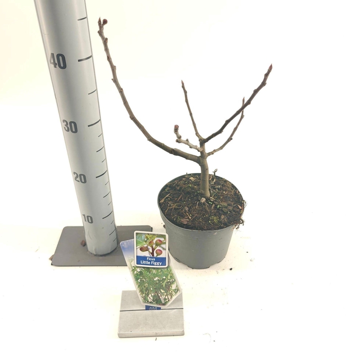 <h4>Bomen Ficus carica Little Miss Figg</h4>