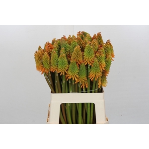 Kniphofia Eycone Peach