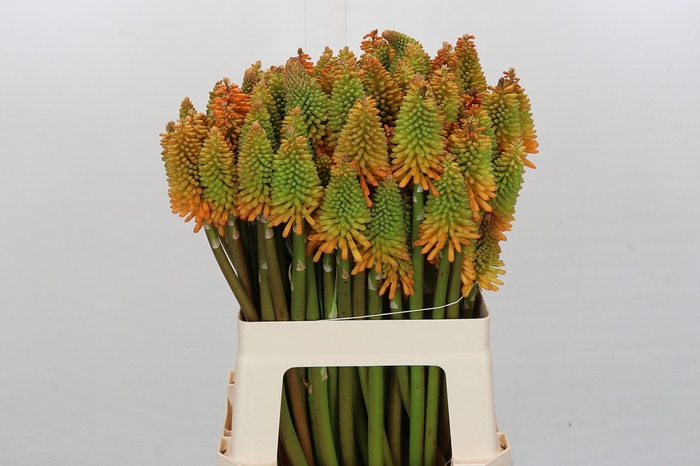 Kniphofia Eycone Peach