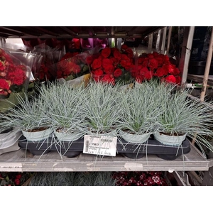 Festuca glauca Compacta Blue