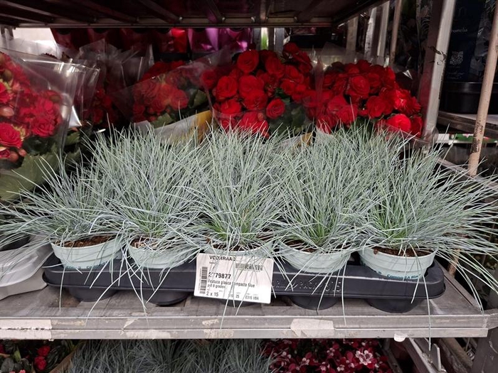 <h4>Festuca glauca Compacta Blue</h4>