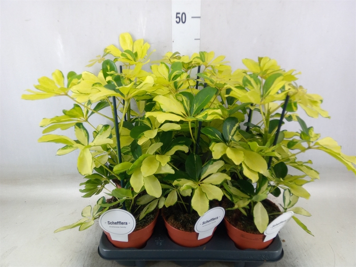 <h4>Schefflera arbor. 'Melanie'</h4>